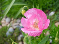 423961658 Pink poppy flower